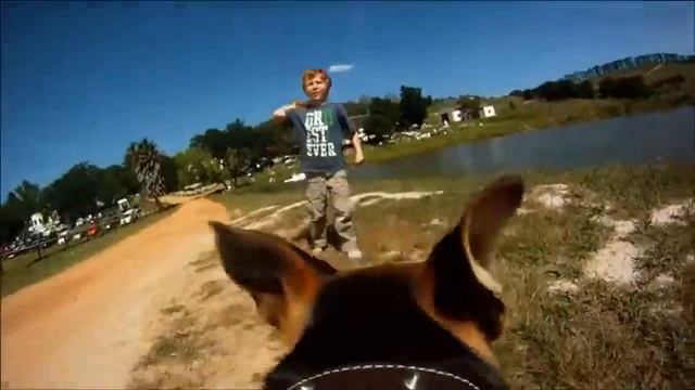 GoPro Fetch Dog Harness. Крепление для собаки Go Pro. смотреть онлайн