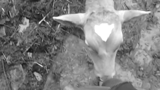 Такие маленькие телята смотреть онлайн