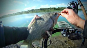 КРУПНЫЙ КАРАСЬ. Чеснок или клубника? Поклёвки на фидер. Рыбалка 2022