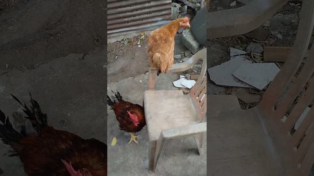 gallinas y gallos criollos mejorados ep-643...🐓🐣 смотреть онлайн