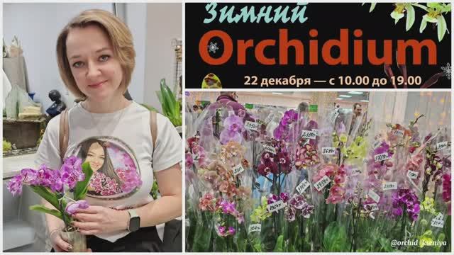 Зимний ОРХИДИУМ 2024🌺 Выставка-продажа орхидей в Москве | Много интересных орхидей + новые продавцы смотреть онлайн