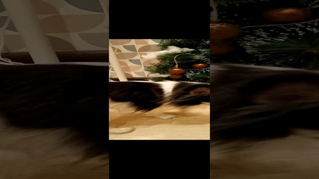 Не любимые вещи Люси. 🐶