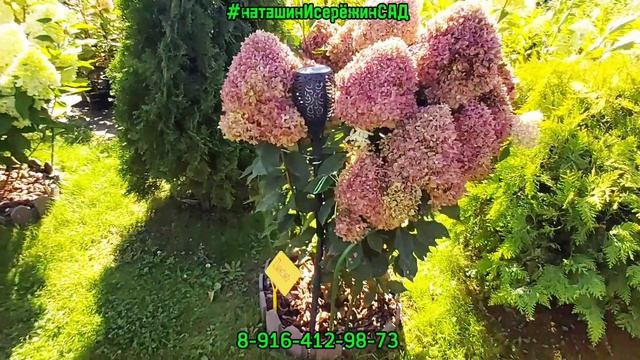 ПИКСИО Гортензия Метельчатая.mp4 смотреть онлайн