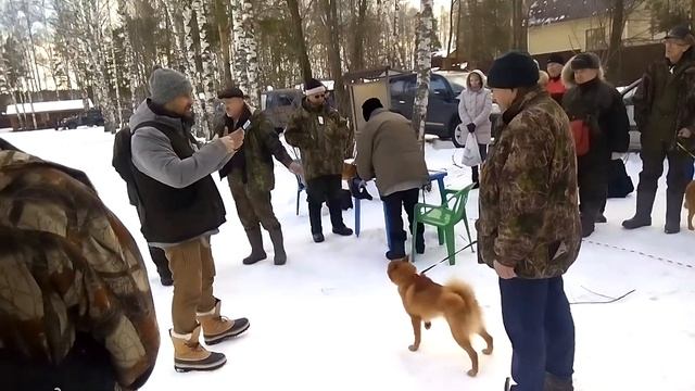 Лайка плюс 2016 КФЛ