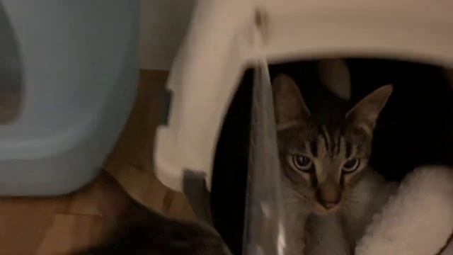 Cleo & Joey Kitty Mail! смотреть онлайн