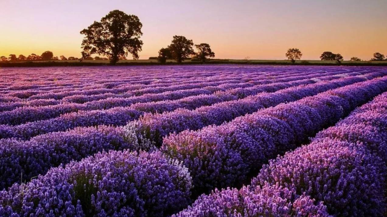 PAUL MAURIAT - Collection ОРКЕСТР ПОЛЯ МОРИА - Музыка счастья