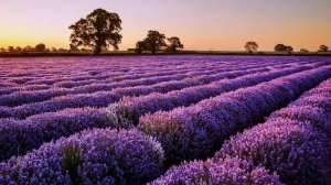 PAUL MAURIAT - Collection ОРКЕСТР ПОЛЯ МОРИА - Музыка счастья