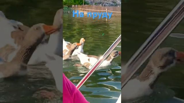 Утки на пруду 🦆#утки #птичка #лайк #подпишись смотреть онлайн