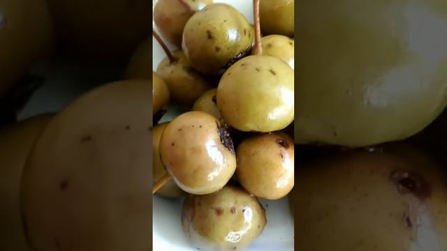 Моченая лесная груша. Повышает иммунитет. смотреть онлайн