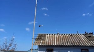 Николаевские голуби, молодёжь март 2022 г