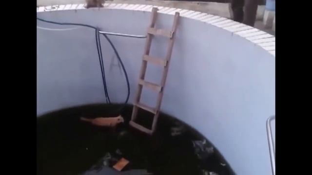СМЕШНЫЕ КОТЫ И КОШКИ 2019 ПРИКОЛЫ С КОТАМИ И КОШКАМИ 2019 FUNNY CATS THE BEST 2019 смотреть онлайн
