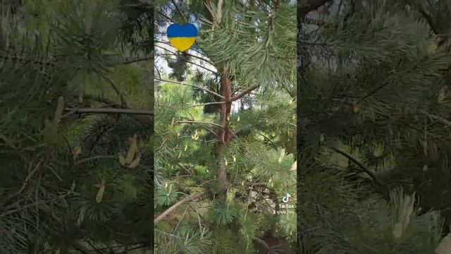 Сосновый лес.. смотреть онлайн