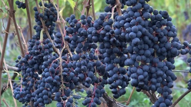 Виноград Памяти Домбковской ЧБЗ. смотреть онлайн