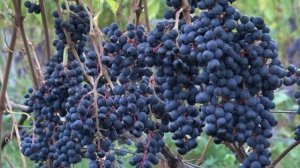 Виноград Памяти Домбковской ЧБЗ.