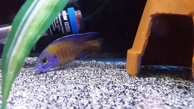 Aulonocara stuartgranti (Undu Reef) Blue Neon смотреть онлайн