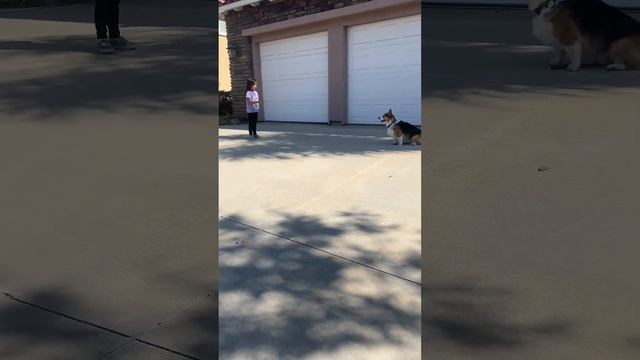 Corgi Training Guide: Part 2 - HOW to TEACH Your Dog IMPULSE CONTROL смотреть онлайн