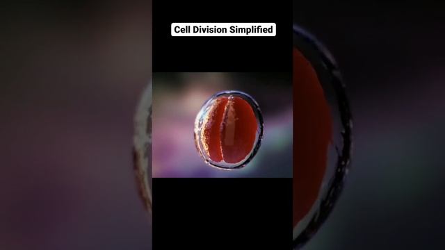 cell division 3d animated video. смотреть онлайн
