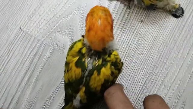 Yellow Dominant sun conure chicks.. hand raising stage. смотреть онлайн
