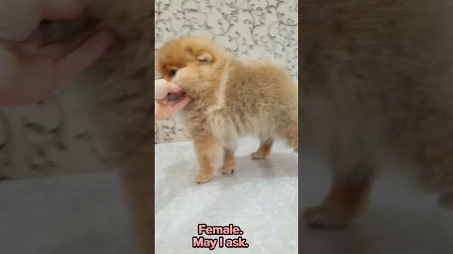 Померанский шпиц, мини девочка. 3 месяца. Можно спросить. #шпиц #pomeranian #puppy #купитьщенкашпиц смотреть онлайн