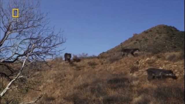 Prehistoric Predators - Amphicyon смотреть онлайн