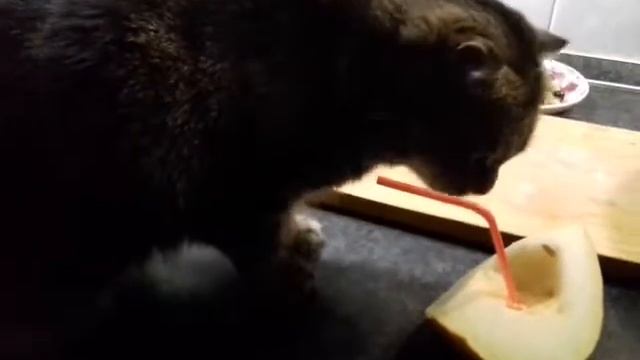 Кошка Сима ест дыню 082019 смотреть онлайн