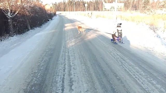 Ездовая Акита смотреть онлайн