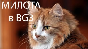 Умилительный разговор с Кошкой в 3 акте Baldurs gates 3