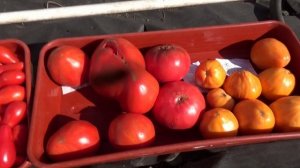 Томаты долгожители. Какие сорта помидор сохранились дольше всех?