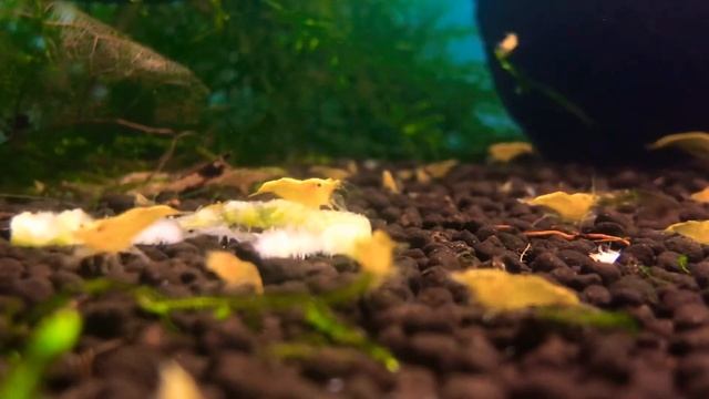 Neon Yellow Shrimp Eating Cucumber #17