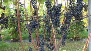 Виноград Мукузани