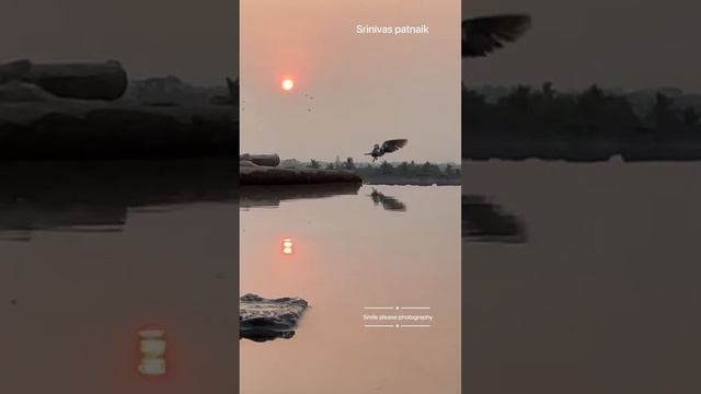 bird #birds of prey #biodiversity #sunset #photography #rajahmundry #godavari смотреть онлайн