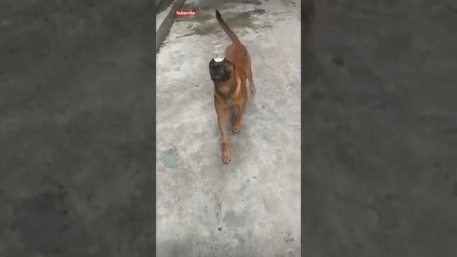 Dog carries Glass of water on head || dog carries water || #short смотреть онлайн