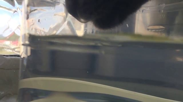 Кот пьёт воду в замедленной съёмке смотреть онлайн