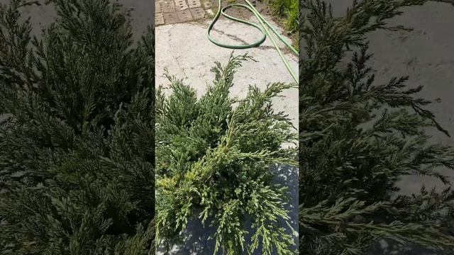 Можжевельник Блю Карпет смотреть онлайн