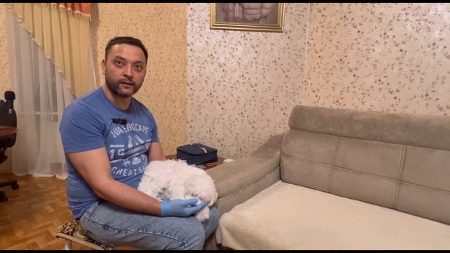 Вакцинация щенков в питомнике в домашних условиях.Что нужно знать, ответы ветеринарного врача. смотреть онлайн