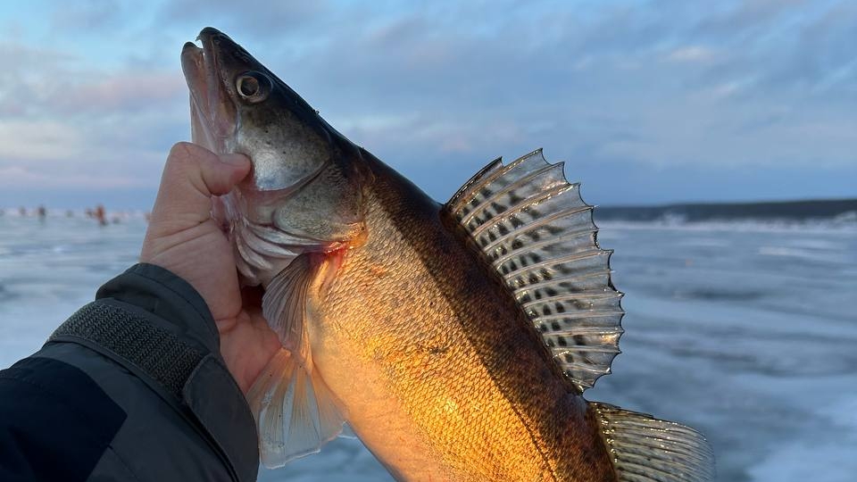 Судак на Madness Baguette.