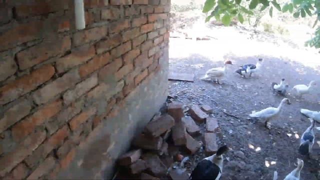 Мне подарили минипига?Чьи гены победят? смотреть онлайн