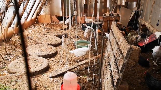 Гусята купаются, цыплята и индюшата смотреть онлайн