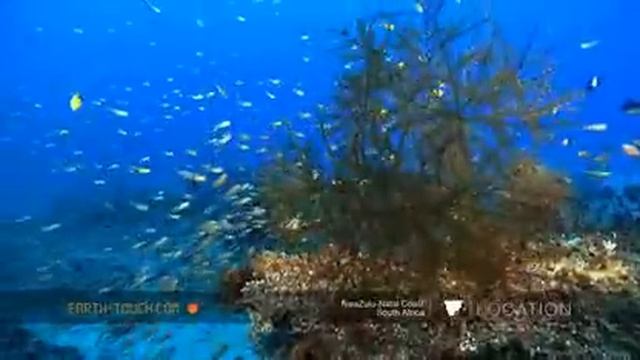 Second meeting with the manta смотреть онлайн