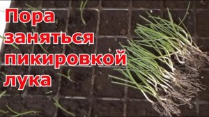 Лук чернушка продолжение. ЧТО ДЕЛАТЬ ДАЛЬШЕ? А ДАЛЬШЕ #ПИКИРОВКА. КАК, ВО ЧТО И КОГДА в этом видео.