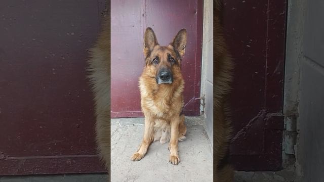 Немецкая овчарка Амур. Готов на паспорт 😎 @gsdamur смотреть онлайн