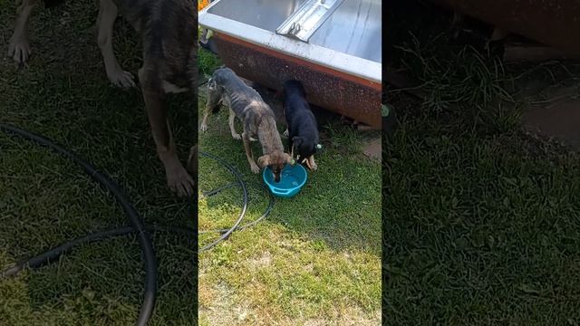 Собачки Пьют Воду!!!