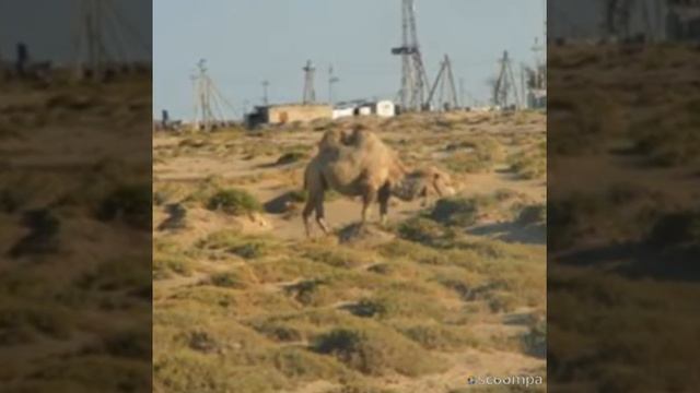Сарықамыс смотреть онлайн