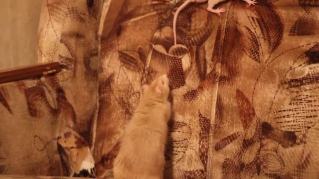 cute rats смотреть онлайн