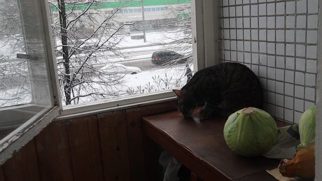 Эксику надоело на балконе изучать падающие снежинки. Суббота, 21 декабря 2024 г