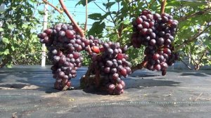 Виноград Брависсимо кишмиш