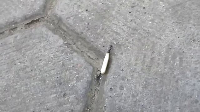 Муравей силач смотреть онлайн