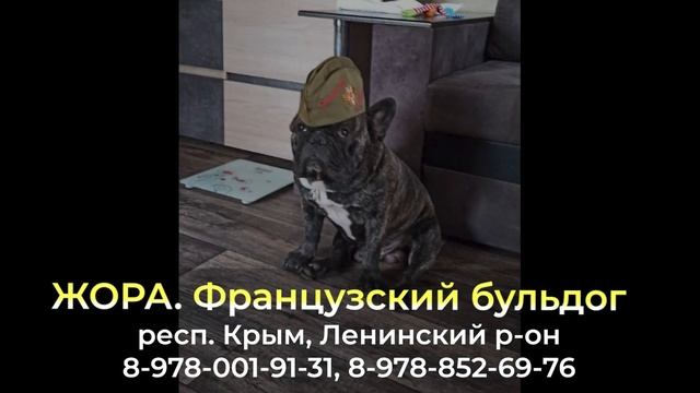 Пропала собака ! ЖОРА , респ. Крым , Ленинский р-он смотреть онлайн