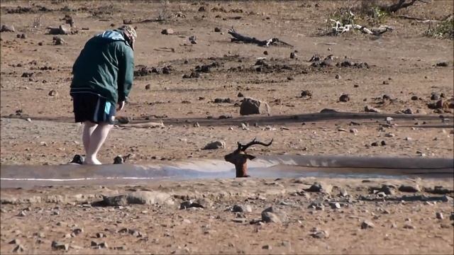 Man Saves a Life!-Impala rescue! смотреть онлайн