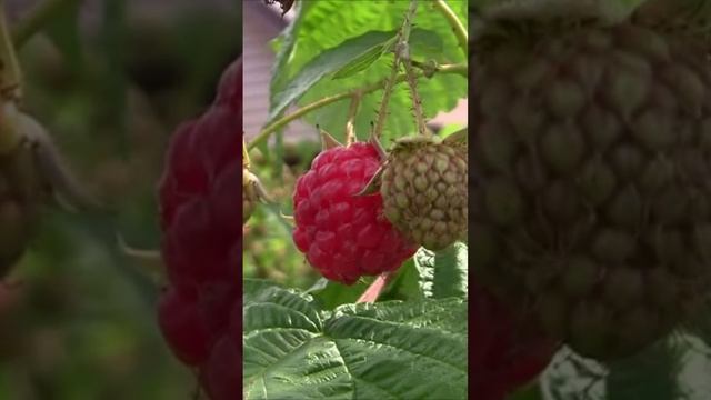 Я иду по малиновым джунглям. Дмитрий Шлапак смотреть онлайн